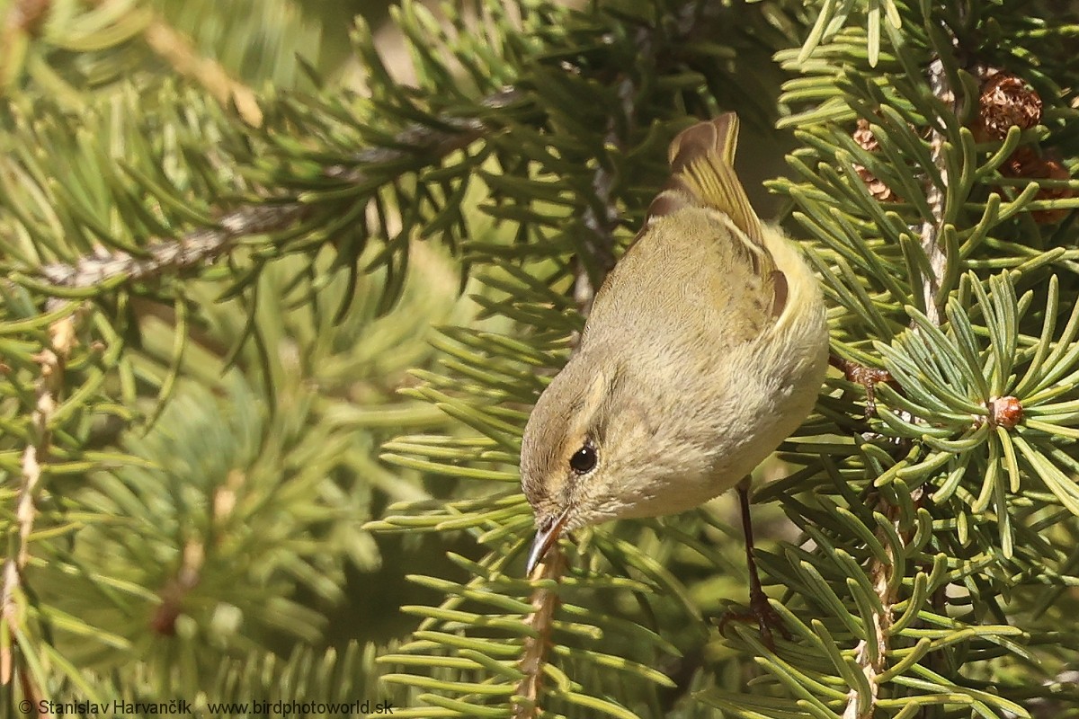 Hume's Warbler - ML621375930