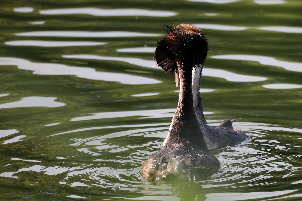 Great Crested Grebe - ML621375932
