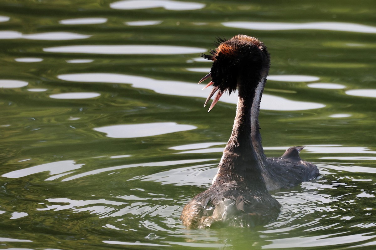 Great Crested Grebe - ML621375945