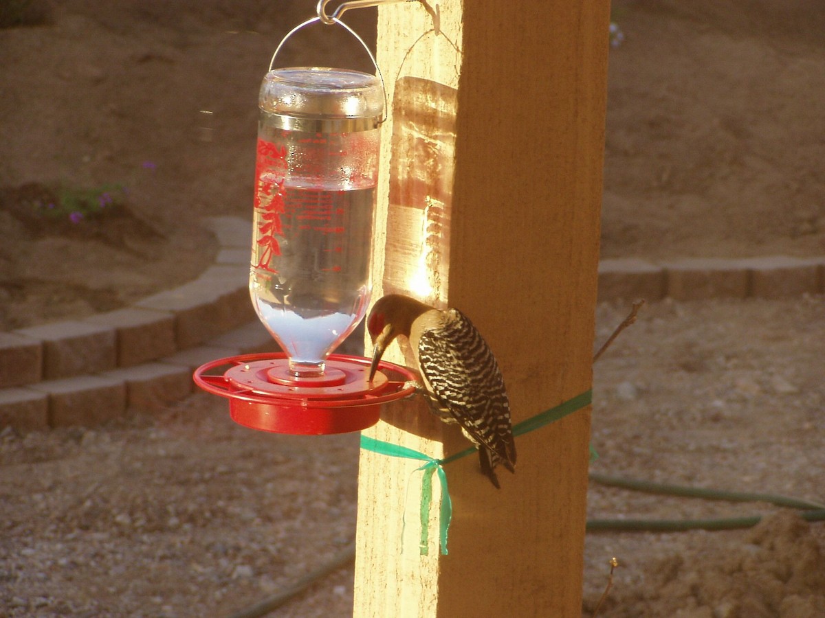 Gila Woodpecker - ML621375993