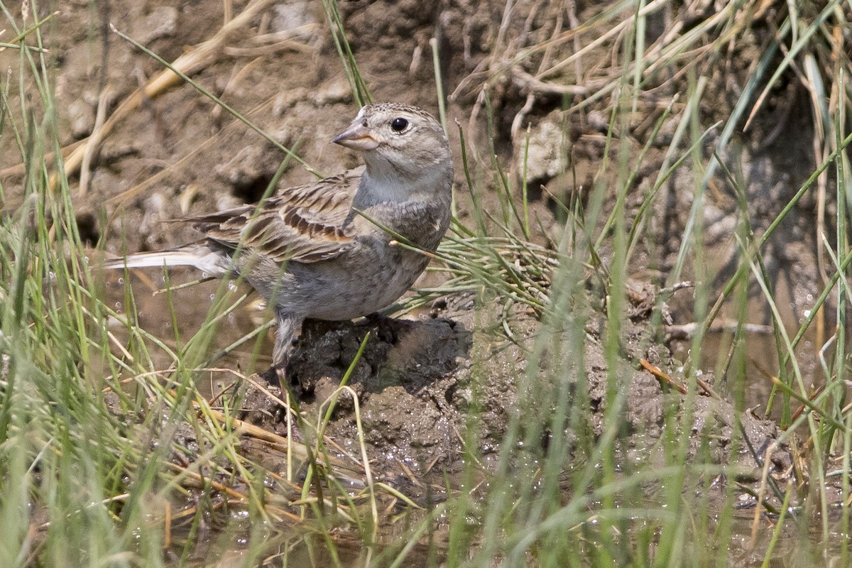 Plectrophane à ventre gris - ML62137601