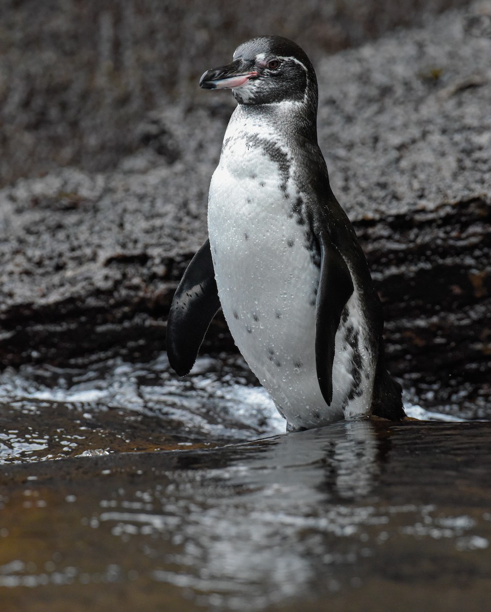 Галапагосский пингвин - ML621376017