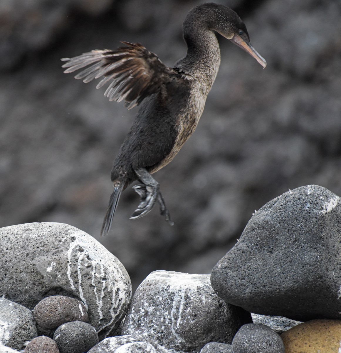 Flightless Cormorant - ML621376022