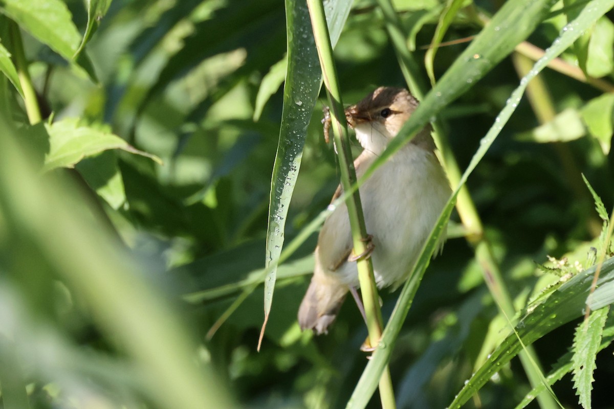 Common Reed Warbler - ML621376030