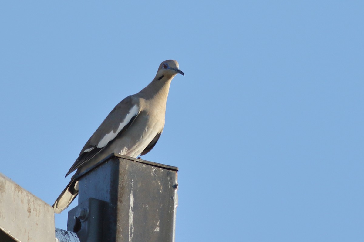 White-winged Dove - ML621376032