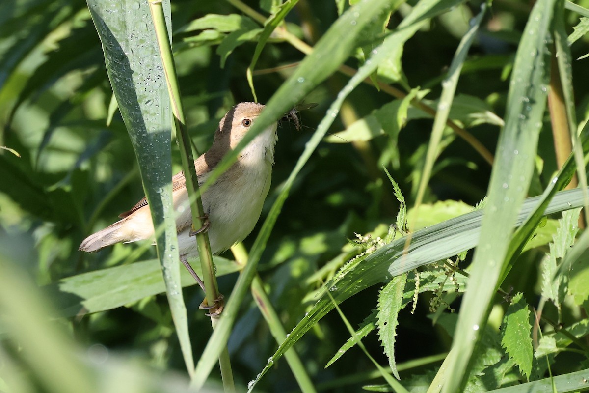 Common Reed Warbler - ML621376033