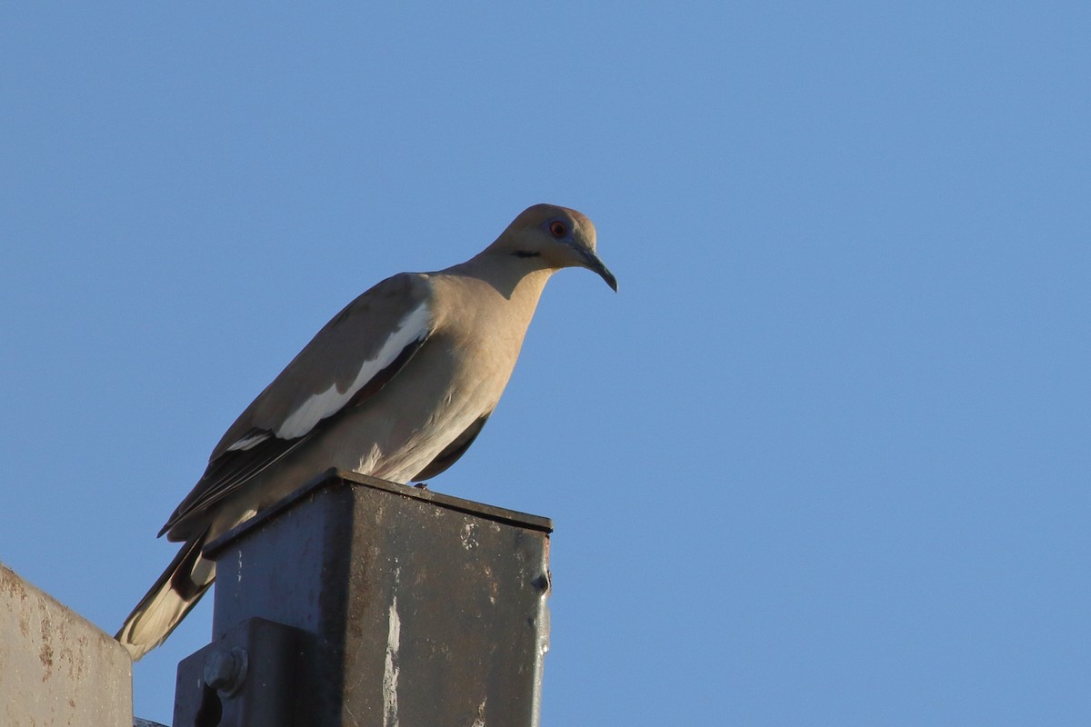 White-winged Dove - ML621376034