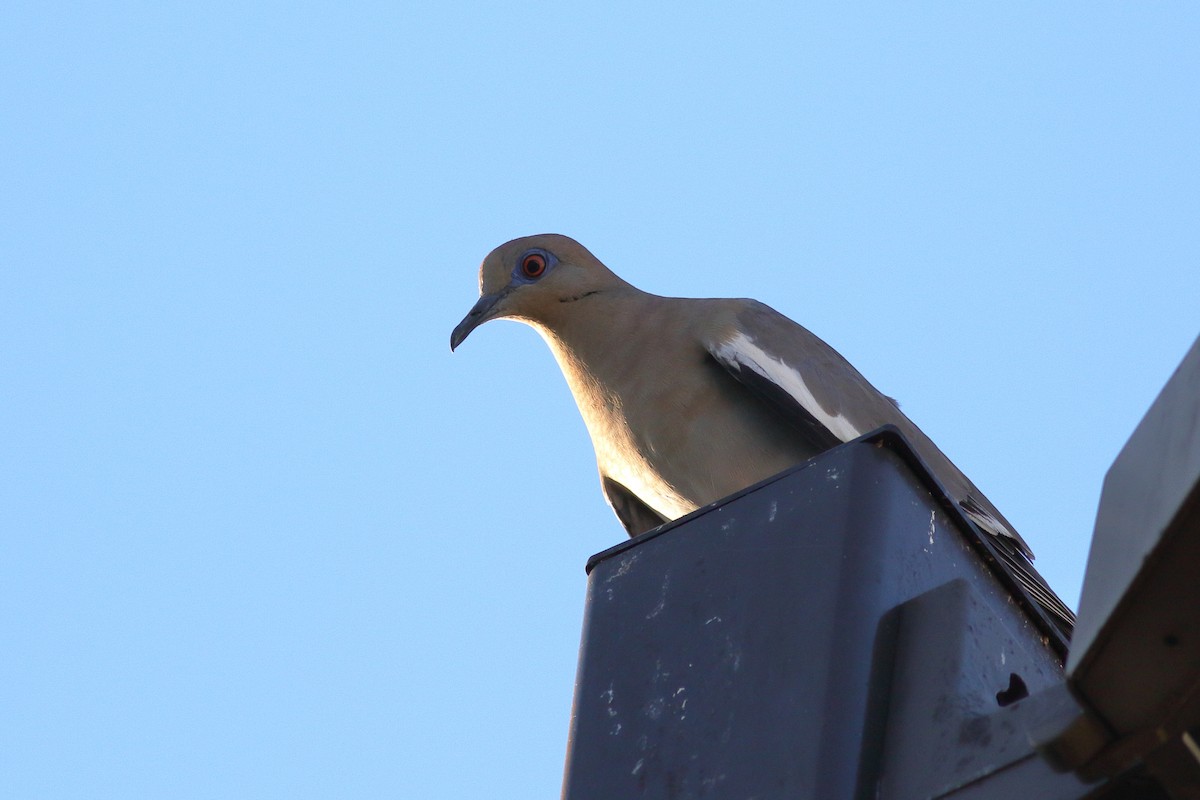 White-winged Dove - ML621376037