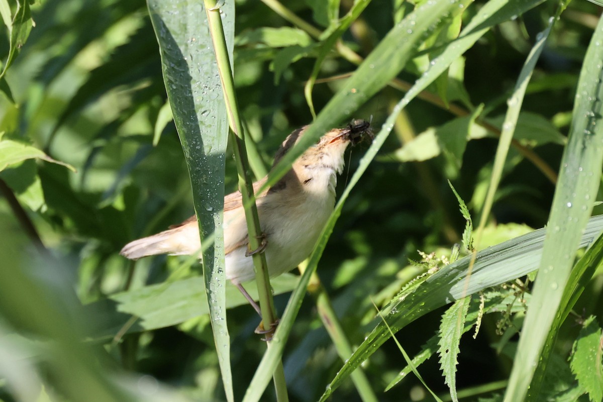 Common Reed Warbler - ML621376040