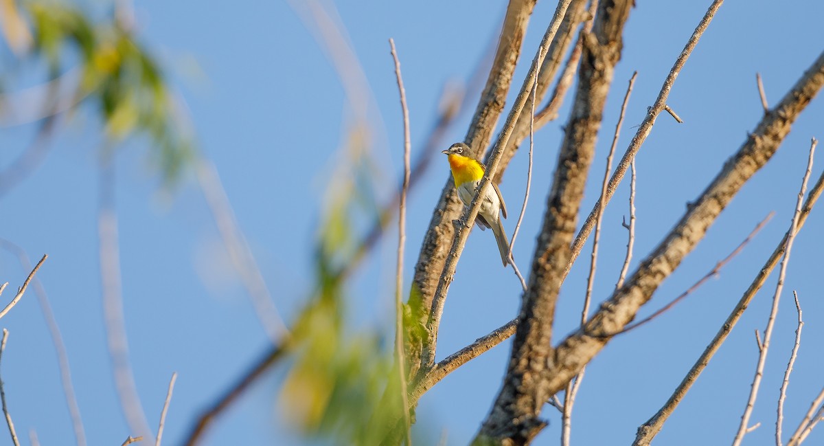 Yellow-breasted Chat - ML621376043