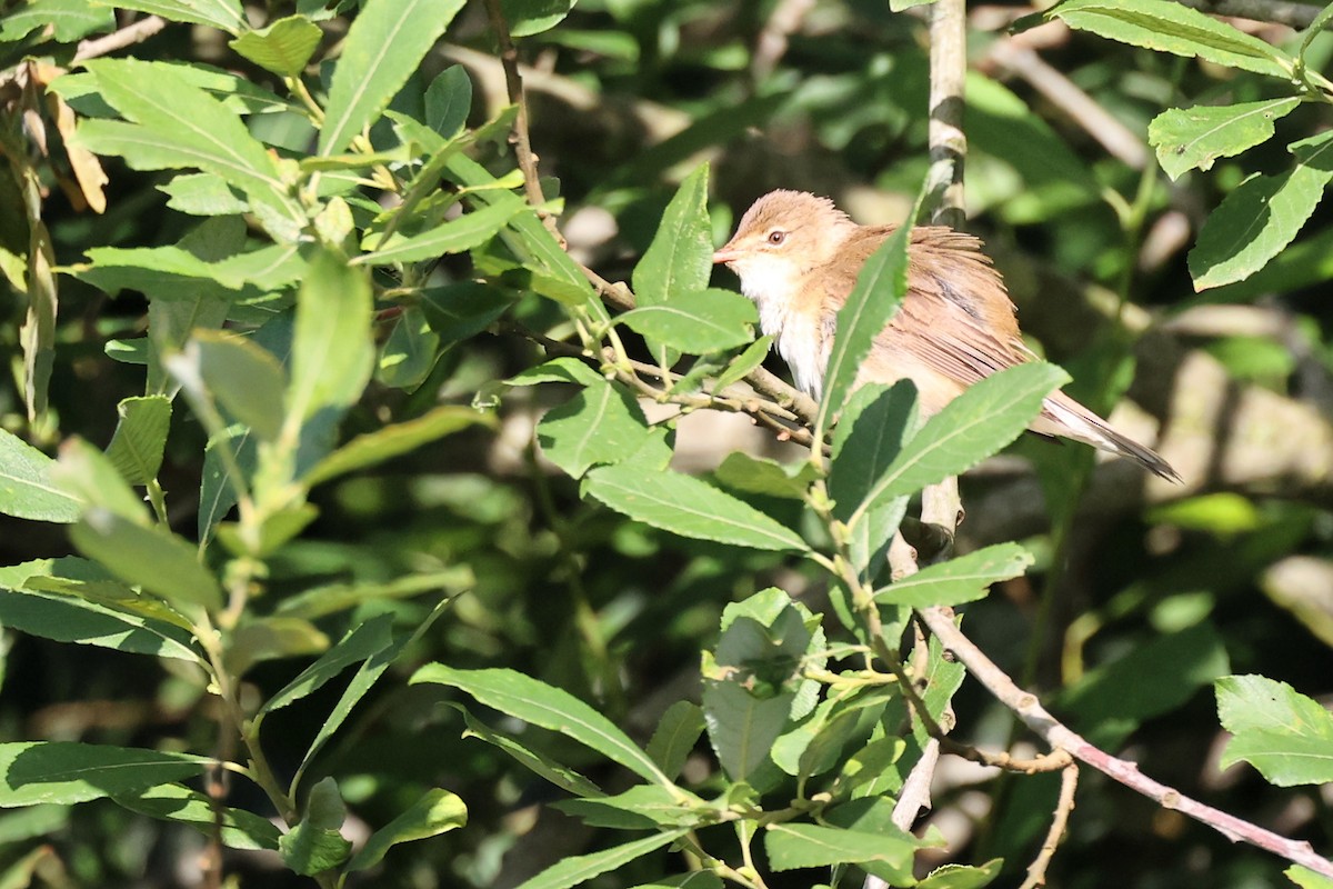 Common Reed Warbler - ML621376045