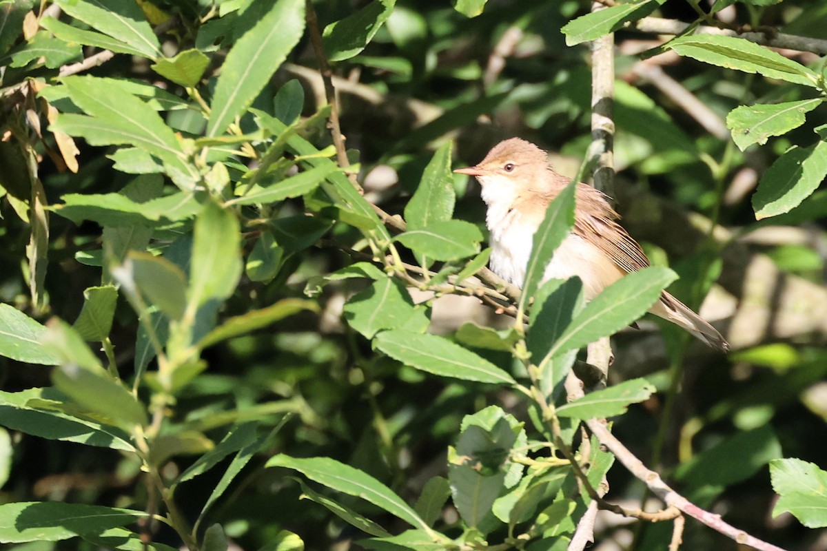 Common Reed Warbler - ML621376049