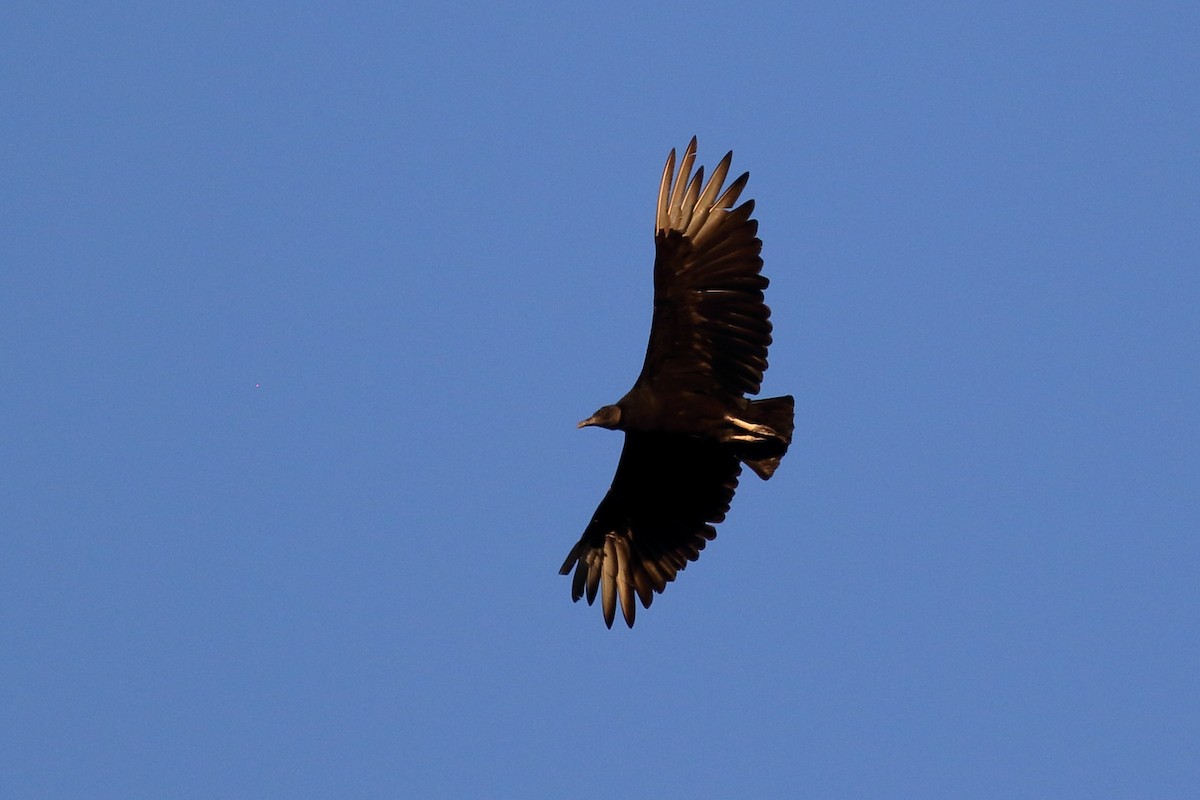 Black Vulture - ML621376055