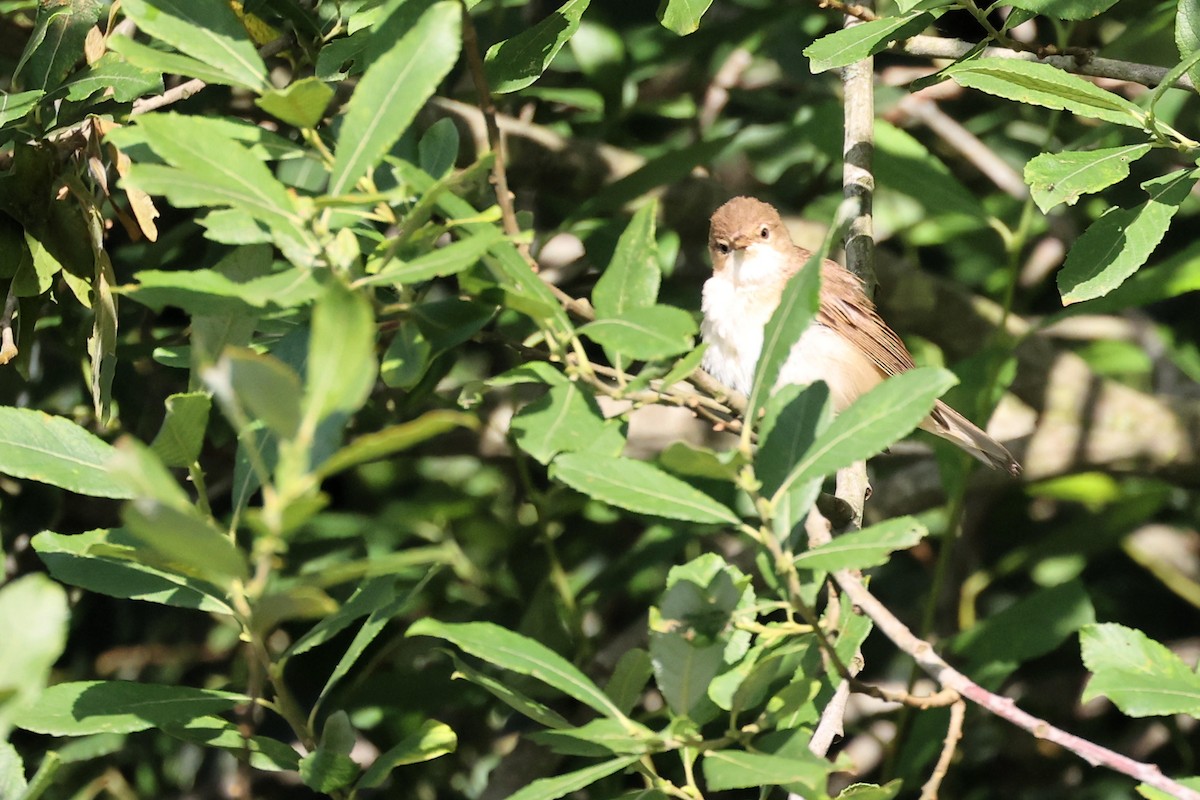 Common Reed Warbler - ML621376061