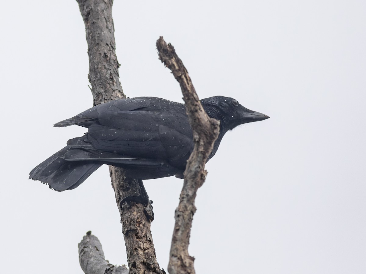 New Caledonian Crow - ML621376064