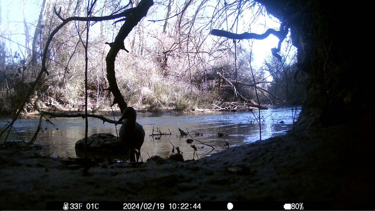 Water Rail - ML621376087