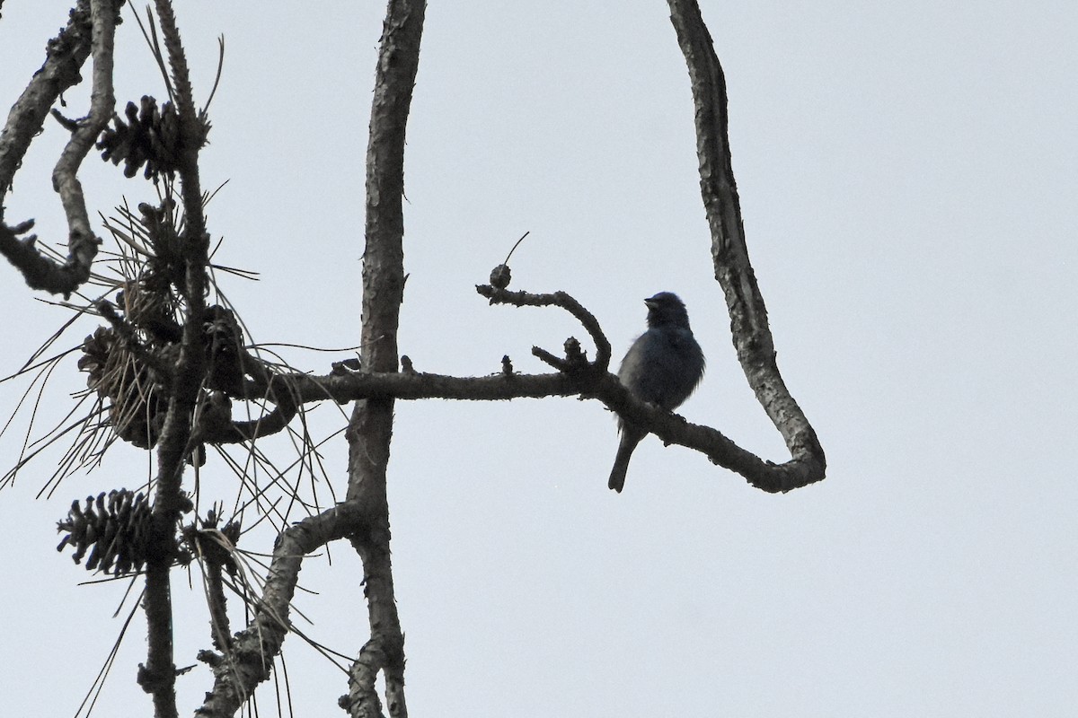 Indigo Bunting - Norma Van Alstine