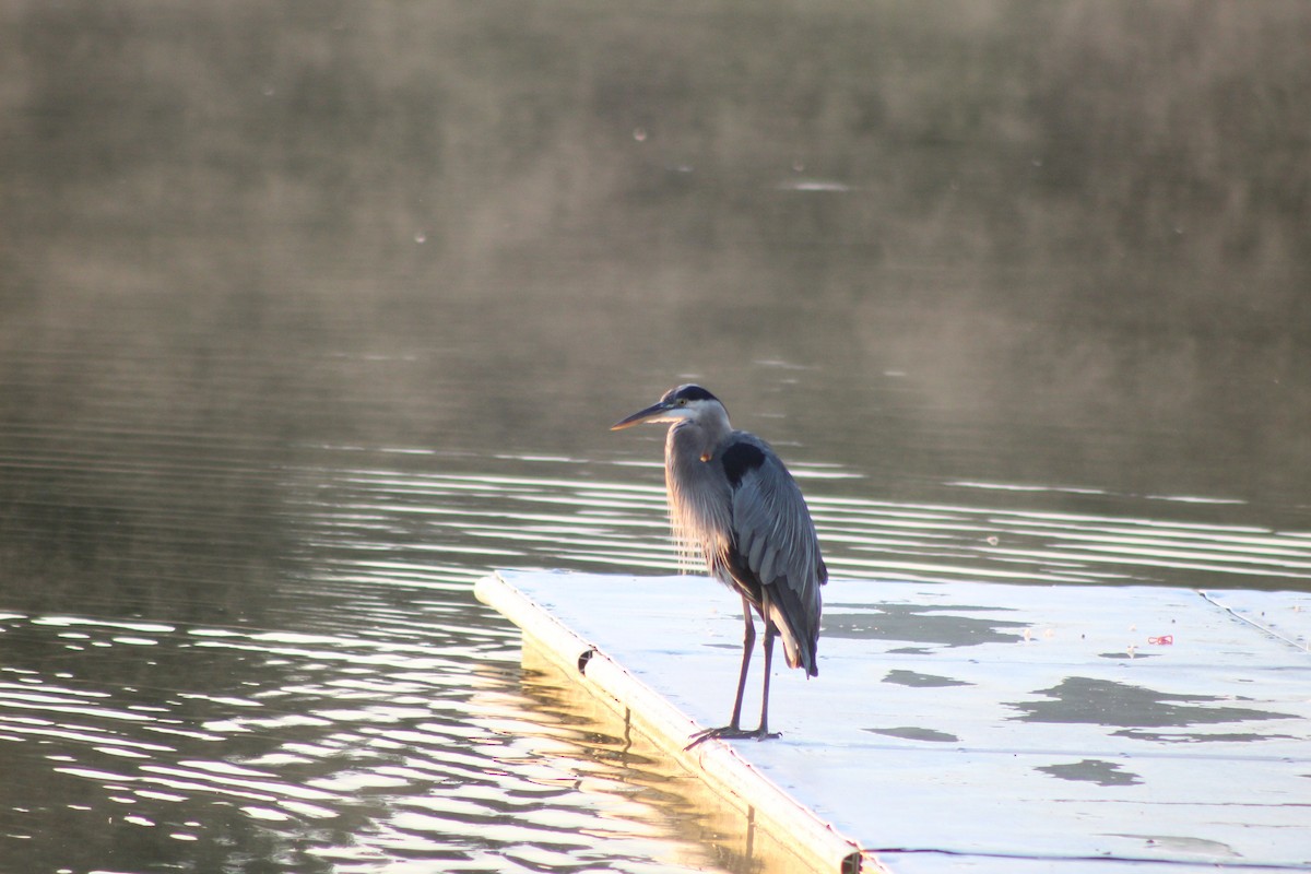 Great Blue Heron - ML621376140