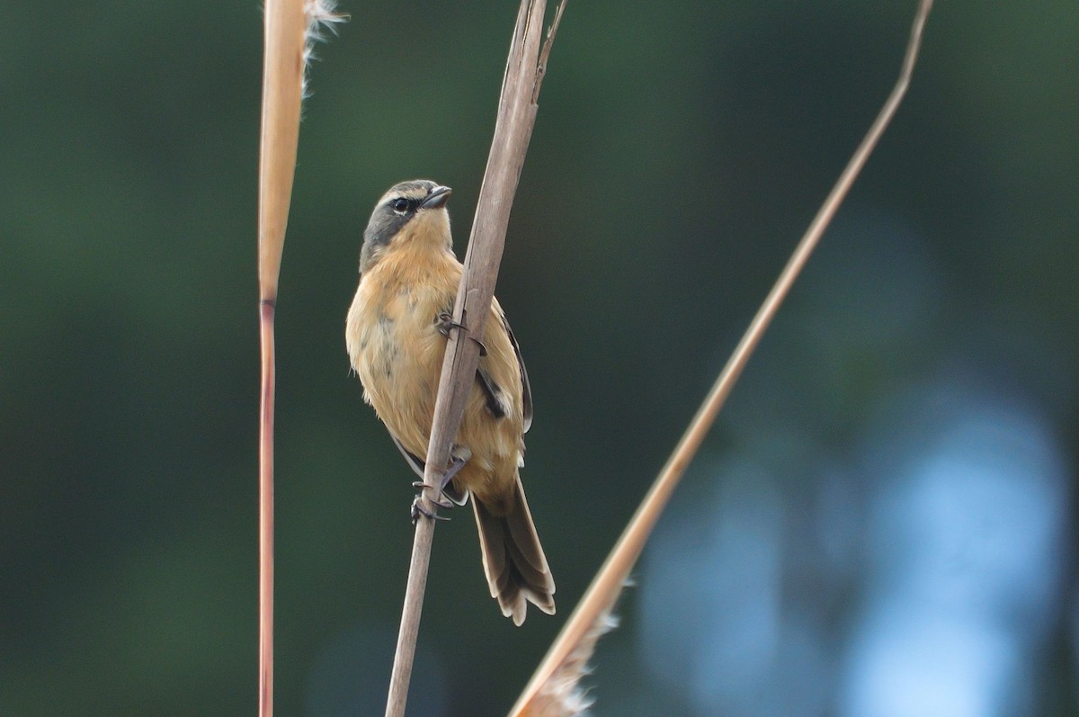 Long-tailed Reed Finch - ML621376161