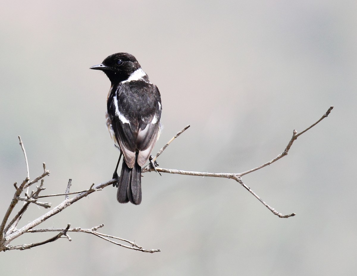 African Stonechat - ML621376163