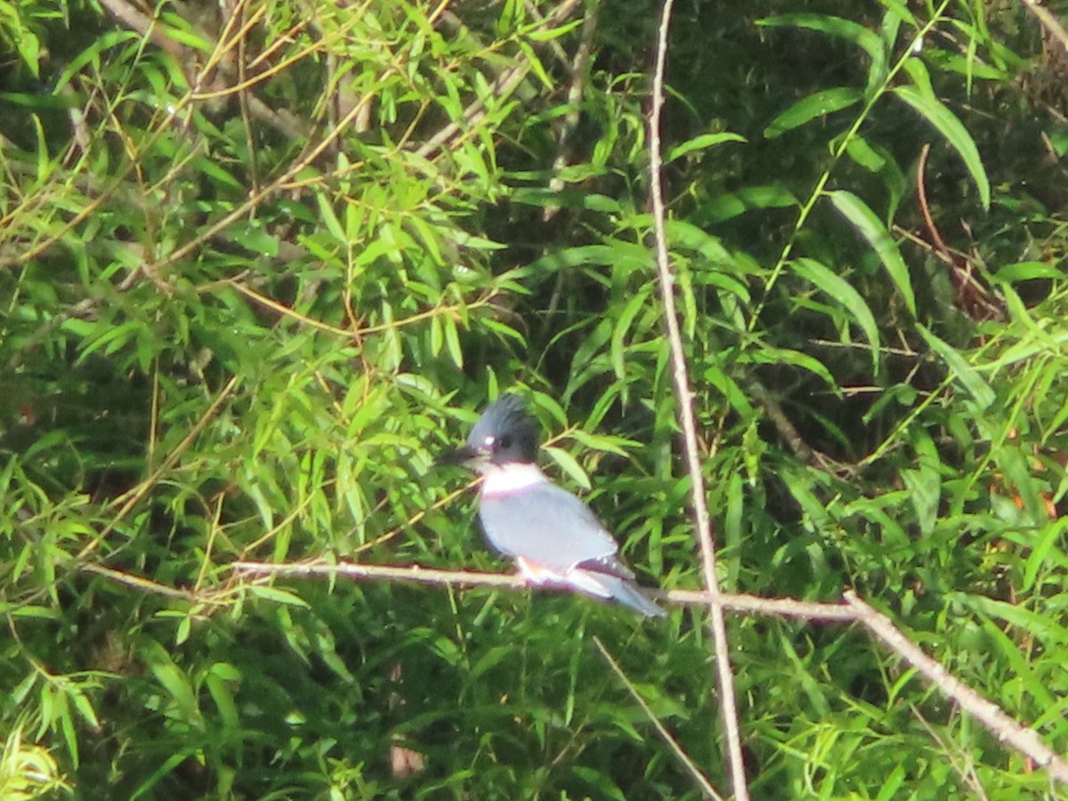 Belted Kingfisher - ML621376173