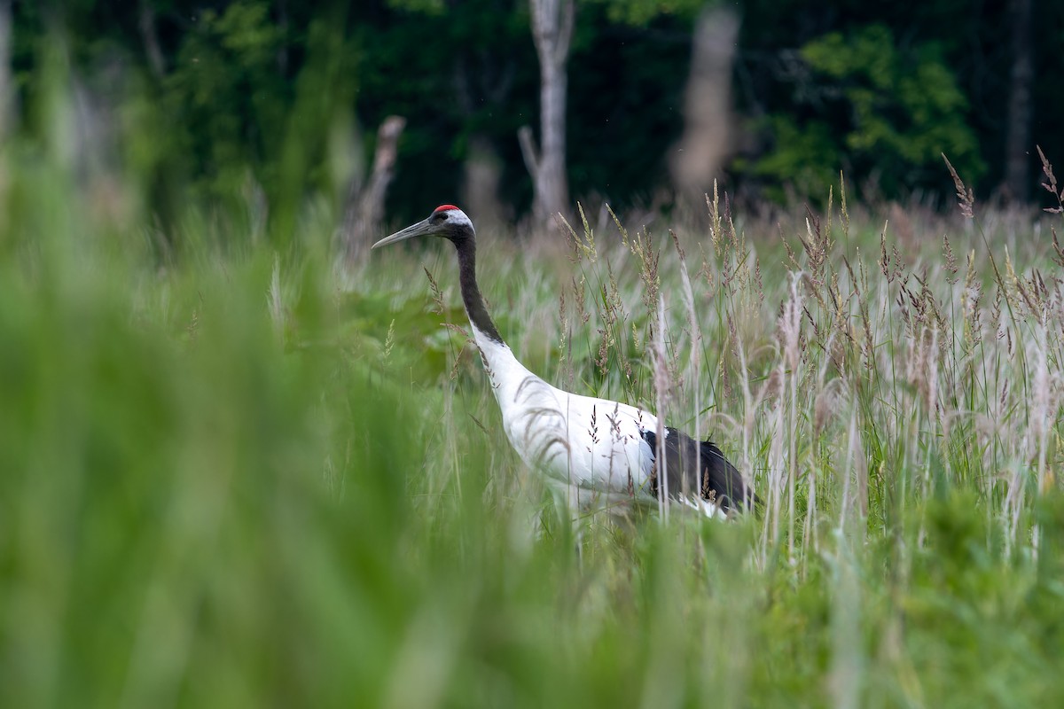 Red-crowned Crane - ML621376190