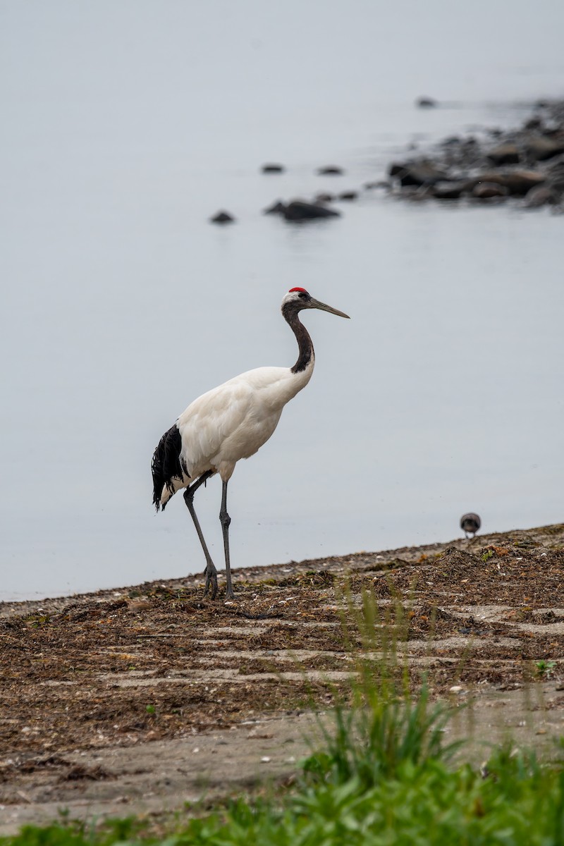 Red-crowned Crane - ML621376191