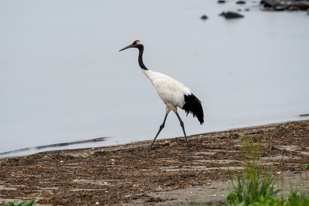 Red-crowned Crane - ML621376192