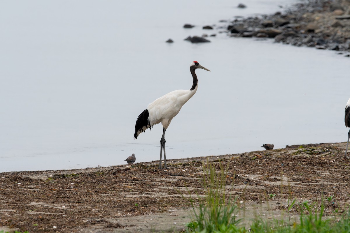 Red-crowned Crane - ML621376193