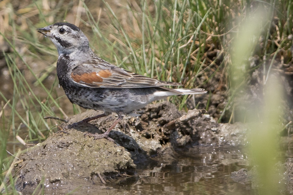 Thick-billed Longspur - ML62137621