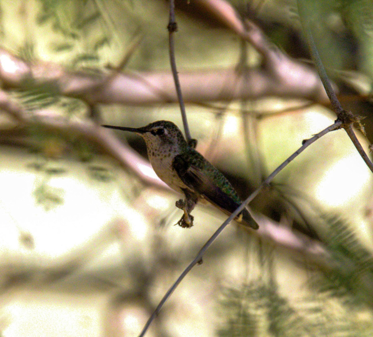 Anna's Hummingbird - ML621376253
