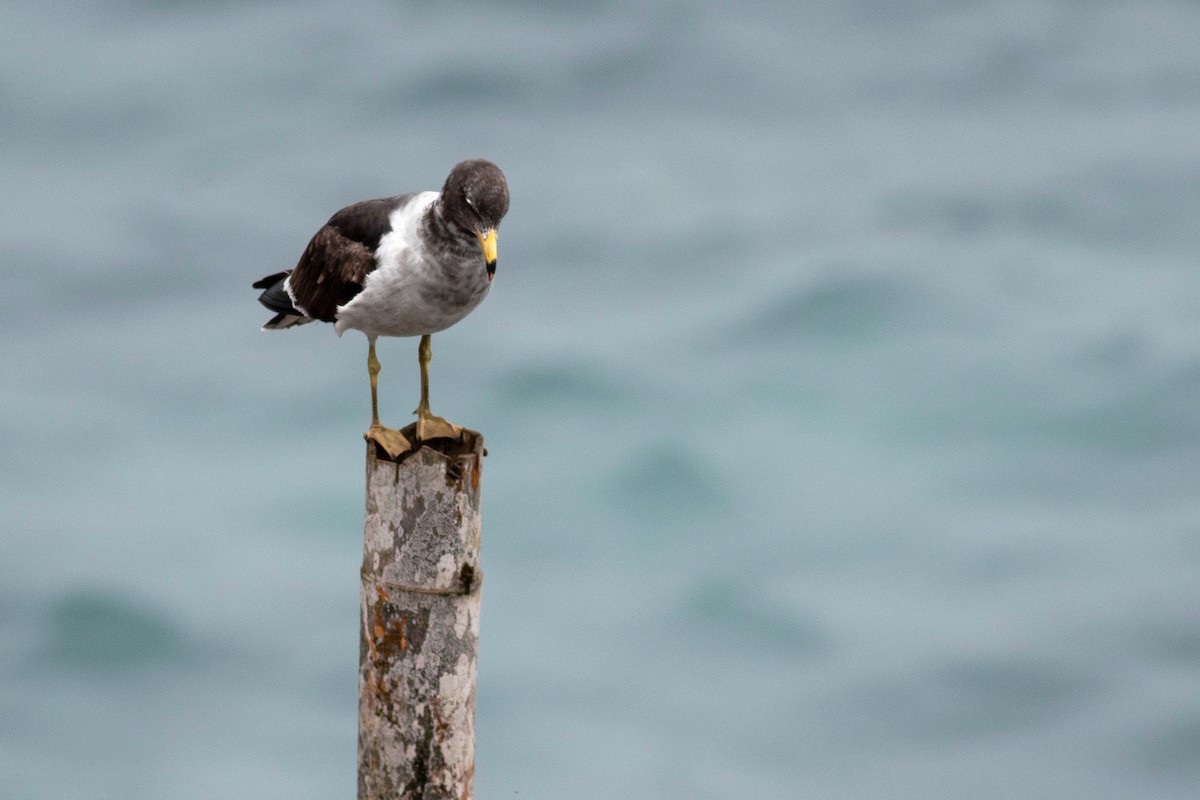 Belcher's Gull - ML621376273