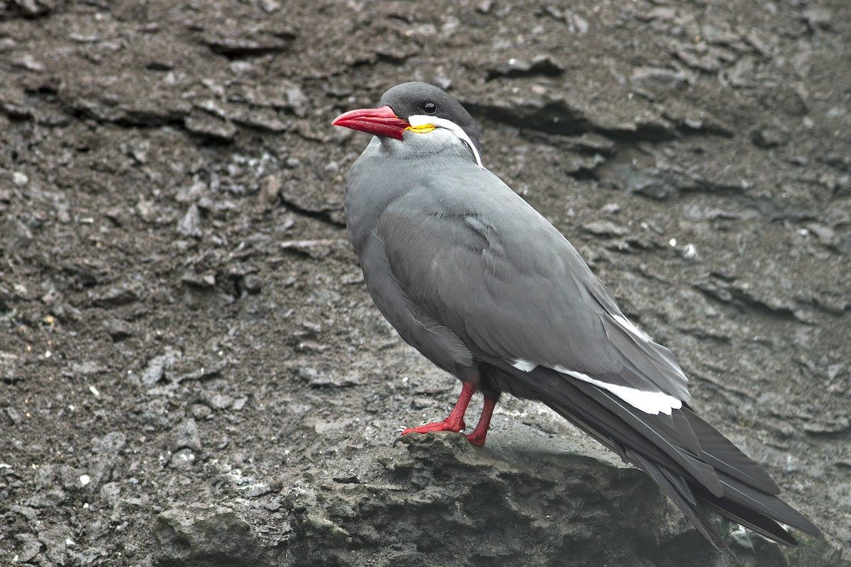 Inca Tern - Jeff 'JP' Peters