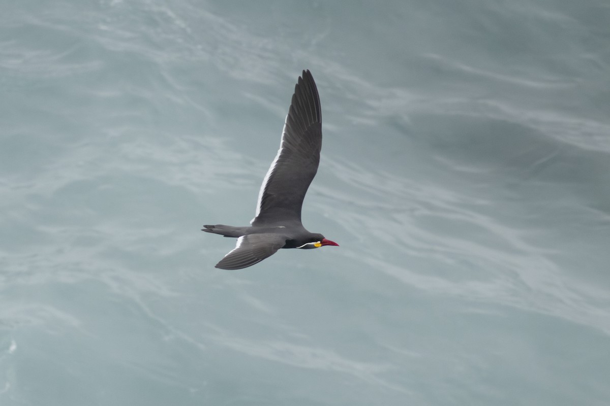 Inca Tern - ML621376281