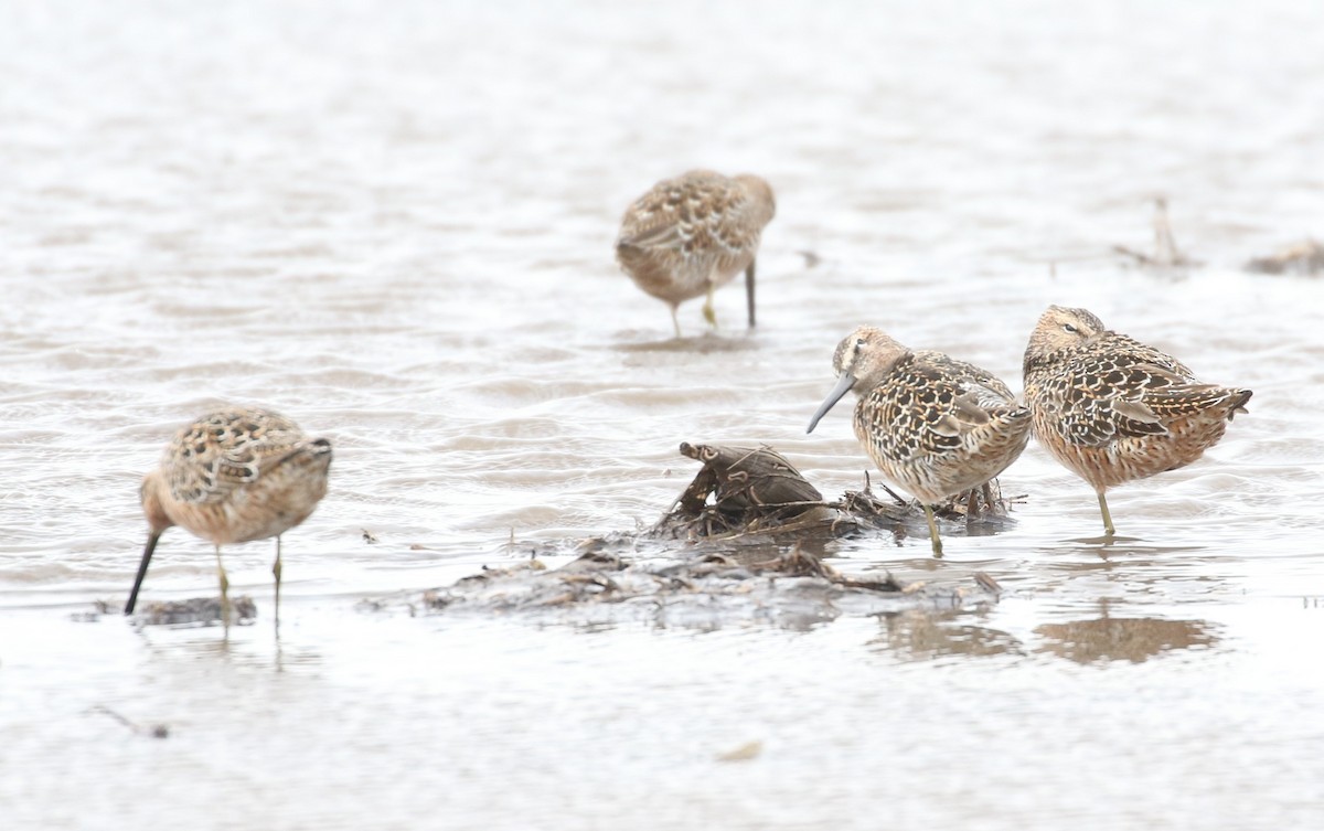 Long-billed Dowitcher - ML621376306