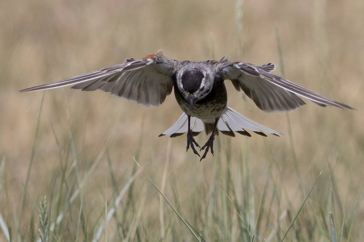 Thick-billed Longspur - ML62137631