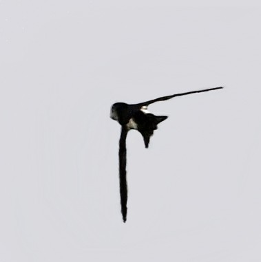 White-throated Swift - ML621376311