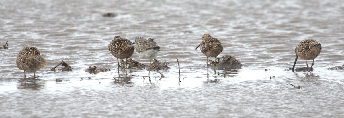 Long-billed Dowitcher - ML621376313