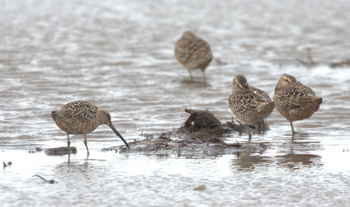 Long-billed Dowitcher - ML621376321