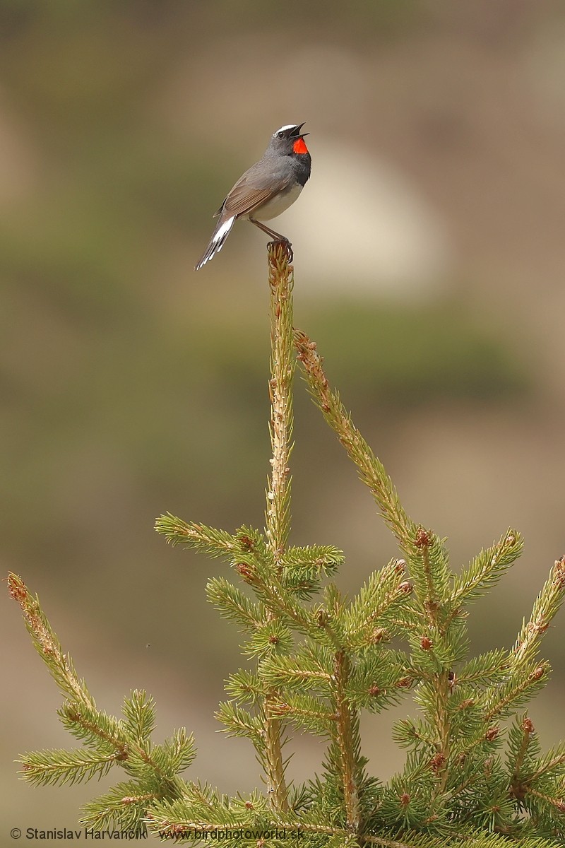 Himalayan Rubythroat - ML621376351