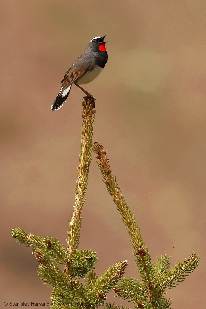 Himalayan Rubythroat - ML621376352