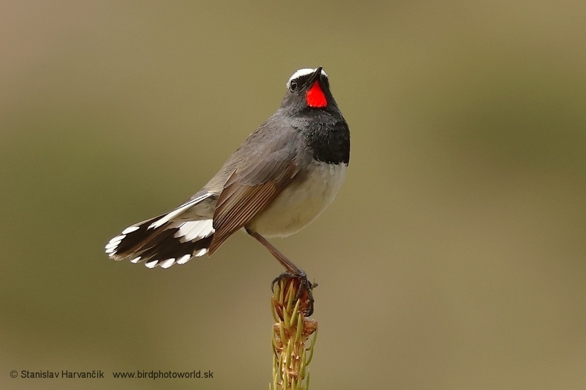 Himalayan Rubythroat - ML621376371