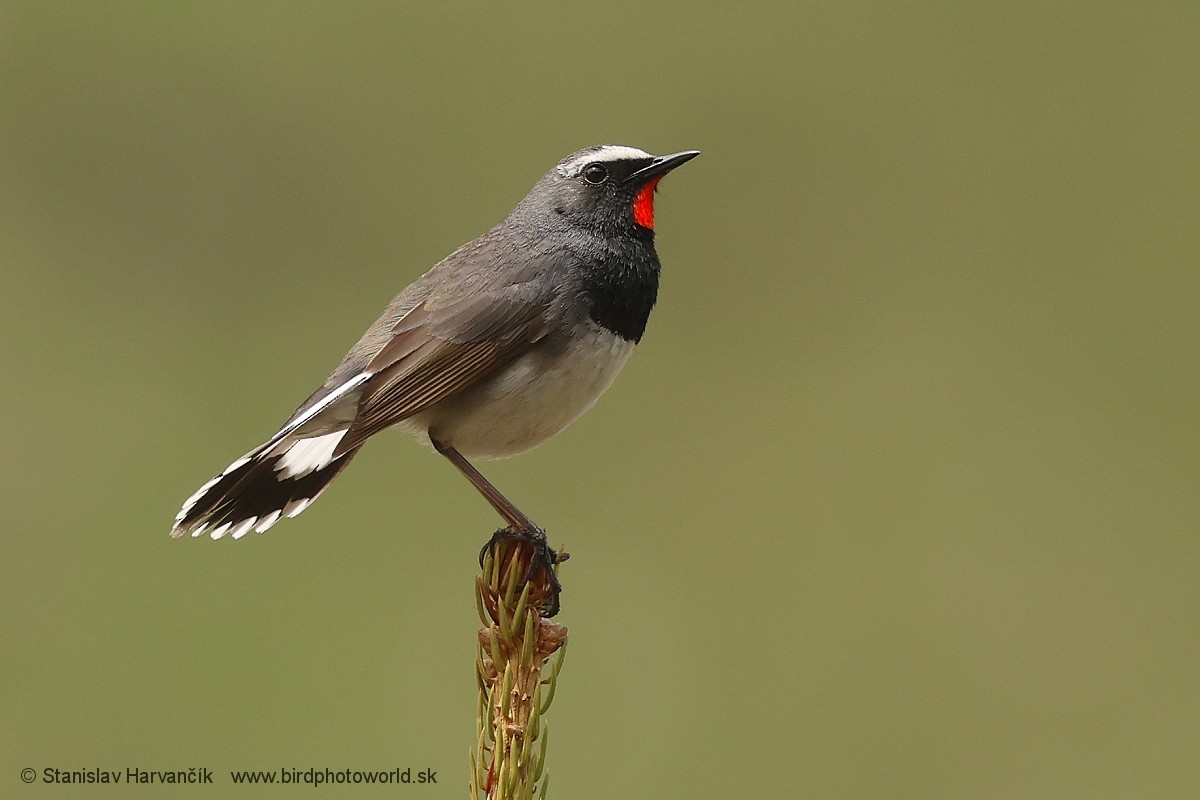 Himalayan Rubythroat - Stanislav Harvančík