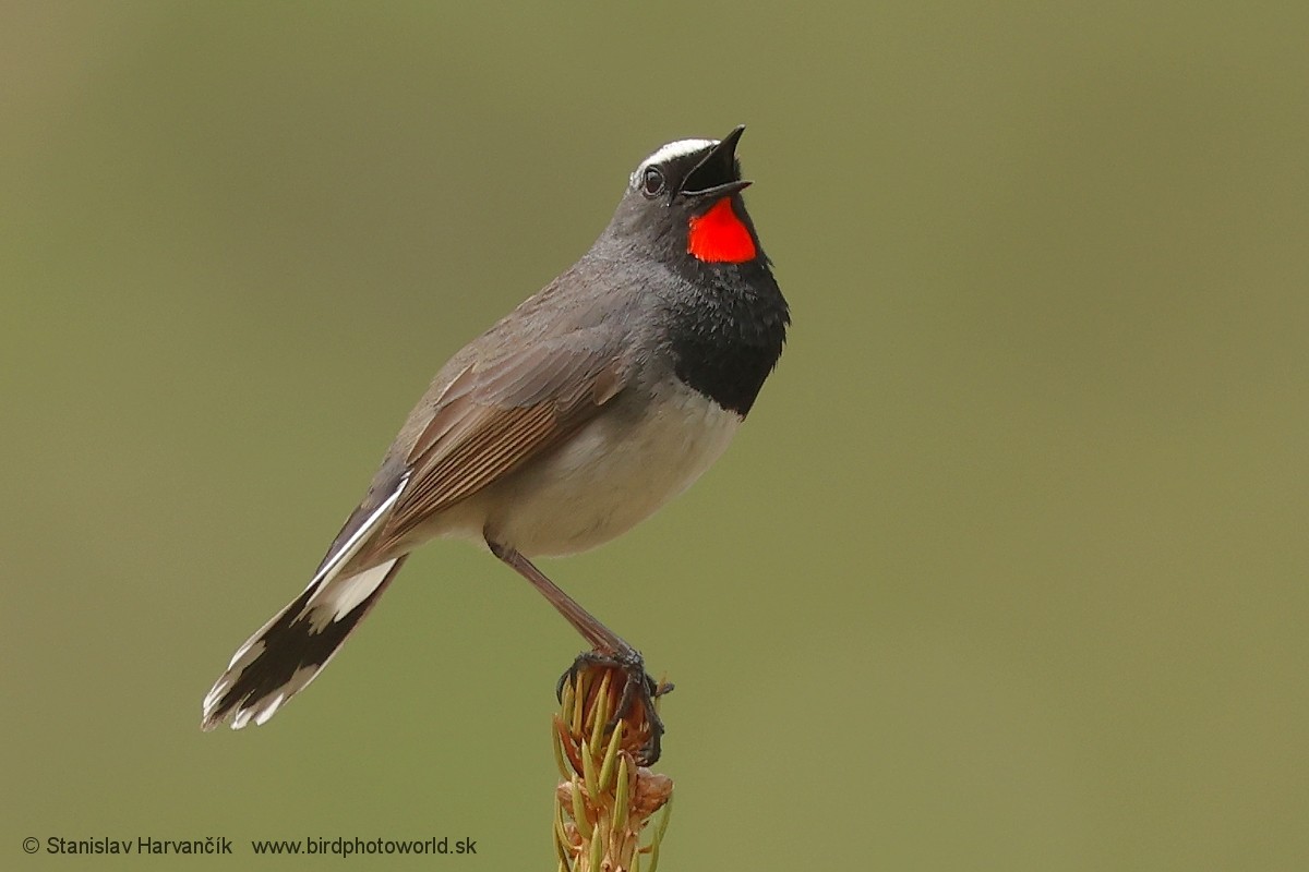 Himalayan Rubythroat - ML621376374