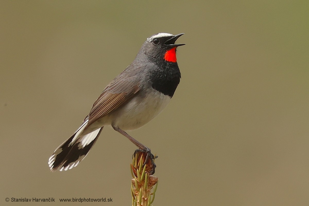 Himalayan Rubythroat - ML621376375