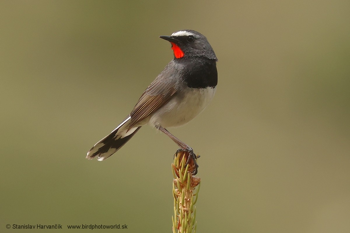 Himalayan Rubythroat - ML621376377