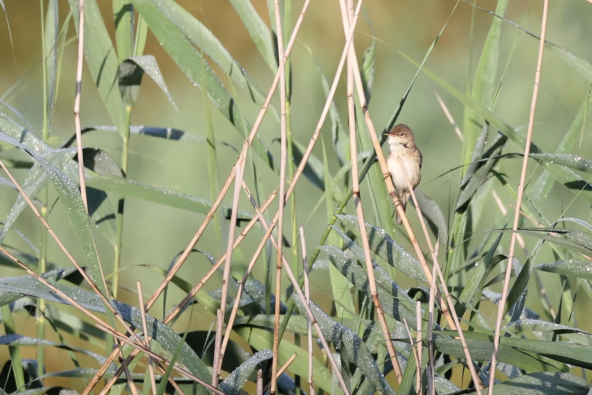 Common Reed Warbler - ML621376386