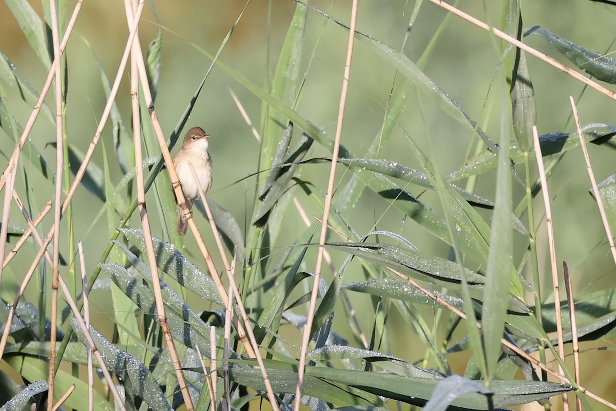 Common Reed Warbler - Anonymous