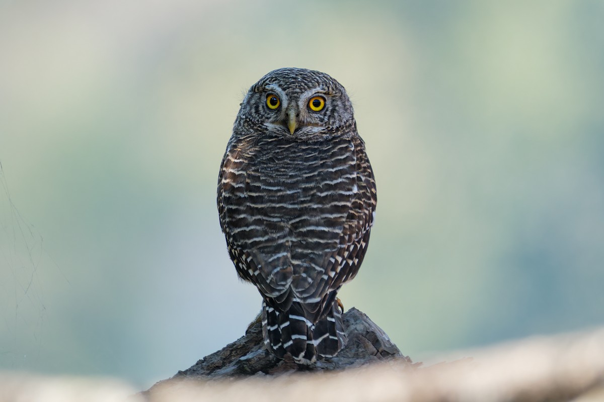 Asian Barred Owlet - ML621376397