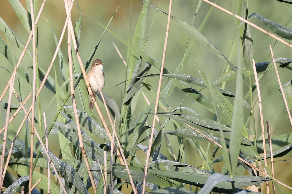 Common Reed Warbler - ML621376409